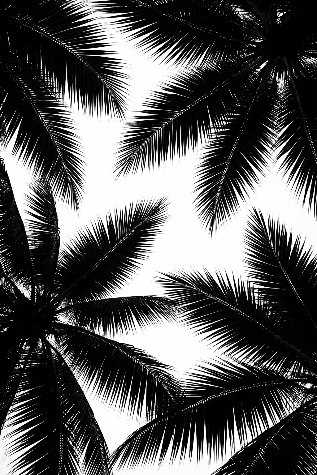 Palm Tree